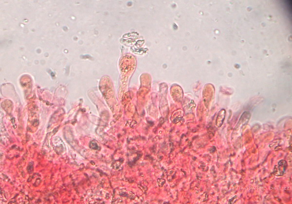 Corticiaceae da determinare... (Radulomyces molaris)